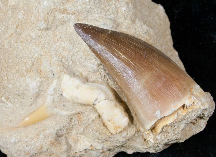 Mosasaur Tooth In Matrix - Large #13133